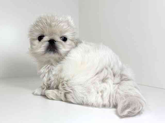 兵庫県のペキニーズ (ひごペットフレンドリーイトーヨーカドー明石店/2026年1月3日生まれ/男の子/ホワイト)の子犬の3枚目の画像