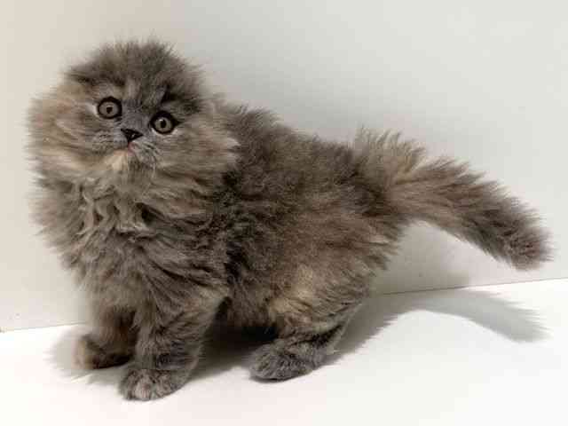 大阪府のスコティッシュフォールド (ひごペットフレンドリーイオン高槻店/2026年1月5日生まれ/女の子/ブルークリーム)の子猫の3枚目の画像