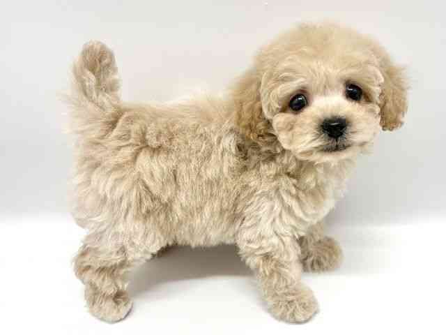 大阪府のトイプードル(トイ) (ひごペットフレンドリーイオンタウン豊中庄内店/2026年1月4日生まれ/男の子/アプリコット)の子犬の3枚目の画像