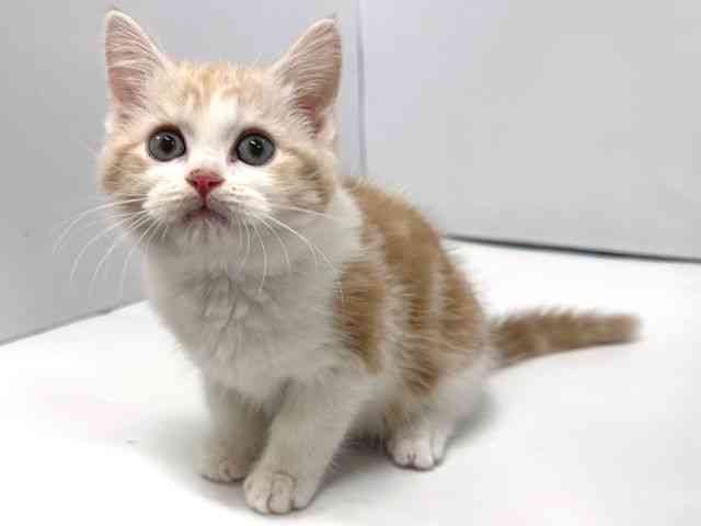 奈良県のスコティッシュフォールド (ひごペットフレンドリー奈良パワーシティ店/2026年1月6日生まれ/男の子/クリームホワイト)の子猫の3枚目の画像