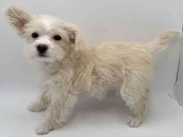 大阪府のチワマル/マルチワ(チワワ×マルチーズ) (ひごペットフレンドリーみのおキューズモール店/2026年1月5日生まれ/女の子/ホワイト)の子犬の3枚目の画像