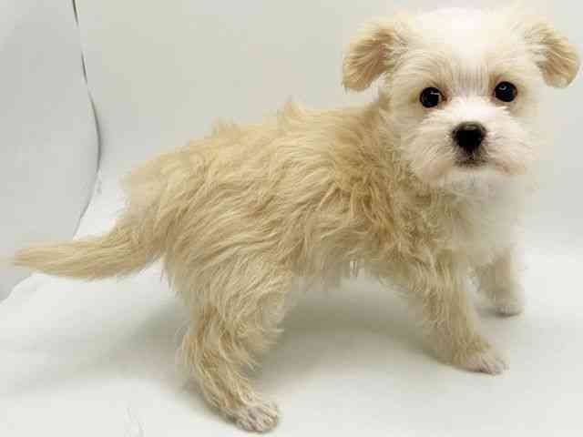 大阪府のチワマル/マルチワ(チワワ×マルチーズ) (ひごペットフレンドリーみのおキューズモール店/2026年1月5日生まれ/女の子/ホワイト)の子犬の3枚目の画像