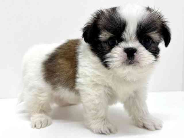 大阪府のチワズー/チワシーズ(チワワ×シーズー) (ひごペットフレンドリーくずはモール店/2026年1月5日生まれ/男の子/ホワイトブラウン)の子犬の3枚目の画像