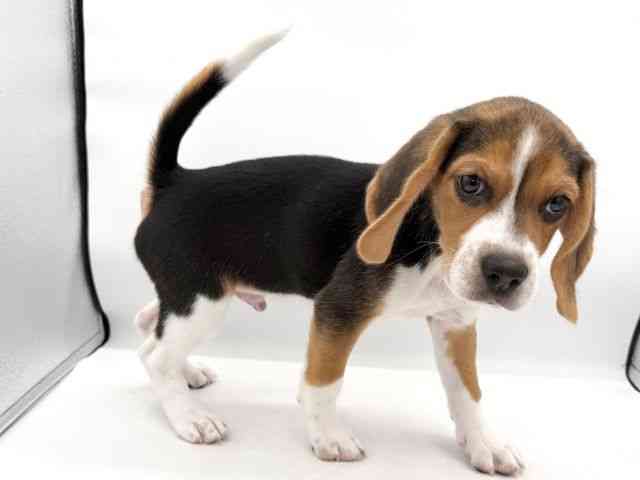 大阪府のビーグル (ひごペットフレンドリーイオンそよら海老江店/2026年1月5日生まれ/男の子/ブラックタンホワイト)の子犬の3枚目の画像