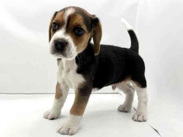 大阪府のビーグル (ひごペットフレンドリーイオンそよら海老江店/2026年1月5日生まれ/男の子/ブラックタンホワイト)の子犬の3枚目の画像