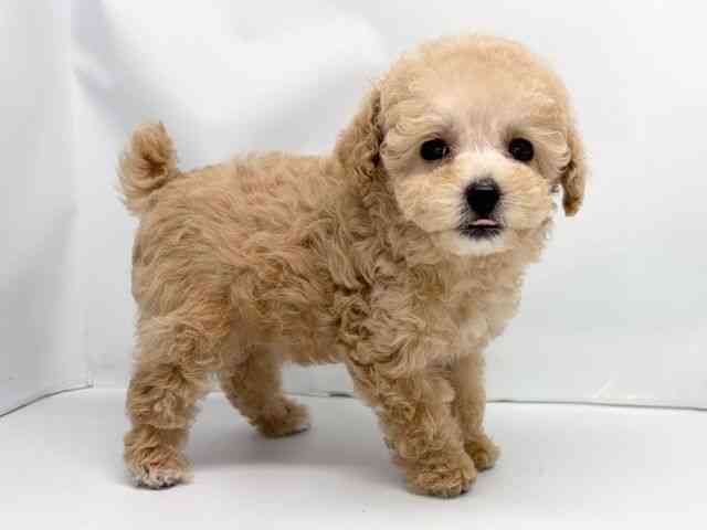 京都府のトイプードル(トイ) (ひごペットフレンドリー洛北阪急スクエア店/2026年1月4日生まれ/女の子/アプリコット)の子犬の3枚目の画像