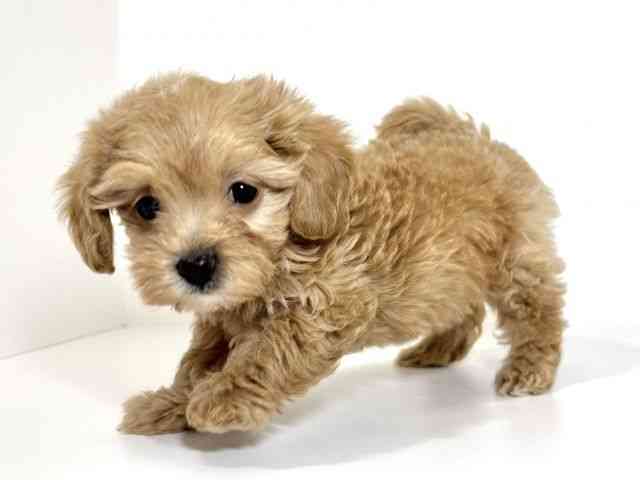 兵庫県のマルプー(マルチーズ×プードル) (ひごペットフレンドリーイトーヨーカドー明石店/2026年1月1日生まれ/女の子/アプリコット)の子犬の3枚目の画像