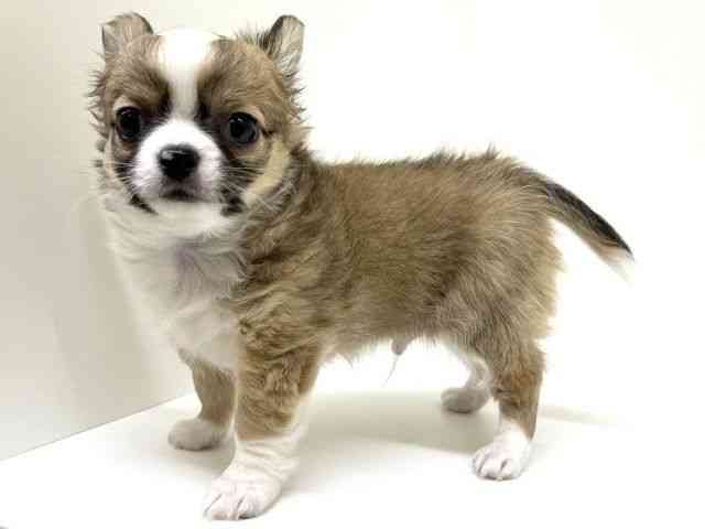 兵庫県のチワワ(ロング) (ひごペットフレンドリーブルメールHAT神戸店/2026年1月7日生まれ/男の子/レッドホワイト)の子犬の3枚目の画像