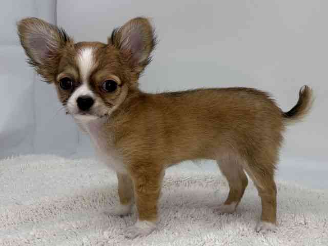 島根県のチワワ(ロング) (ひごペットフレンドリーイオンモール出雲店/2026年1月7日生まれ/女の子/レッドホワイト)の子犬の3枚目の画像