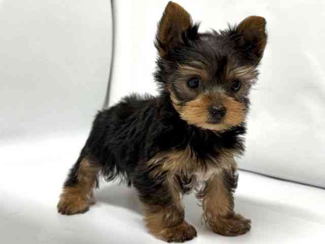 京都府のヨークシャーテリア (ひごペットフレンドリー京都店/2026年1月5日生まれ/男の子/スチールブルータン)の子犬の3枚目の画像