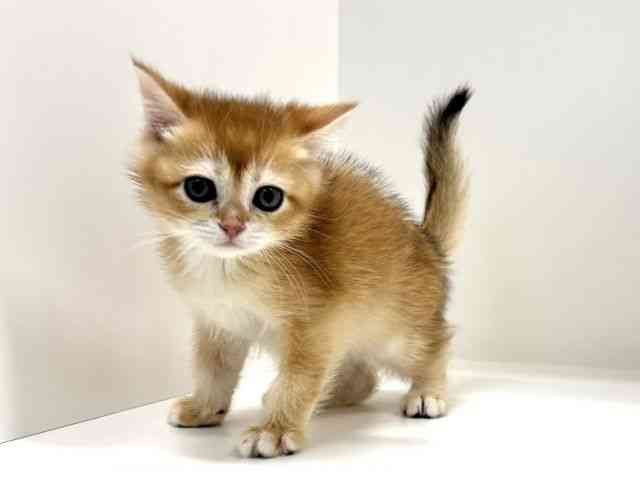 兵庫県のブリティッシュショートヘアー (ひごペットフレンドリーイトーヨーカドー明石店/2026年1月1日生まれ/男の子/チンチラゴールデン)の子猫の3枚目の画像