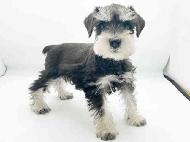 兵庫県のミニチュアシュナウザー (ひごペットフレンドリーコロワ甲子園店/2026年1月7日生まれ/女の子/ブラックシルバー)の子犬の3枚目の画像