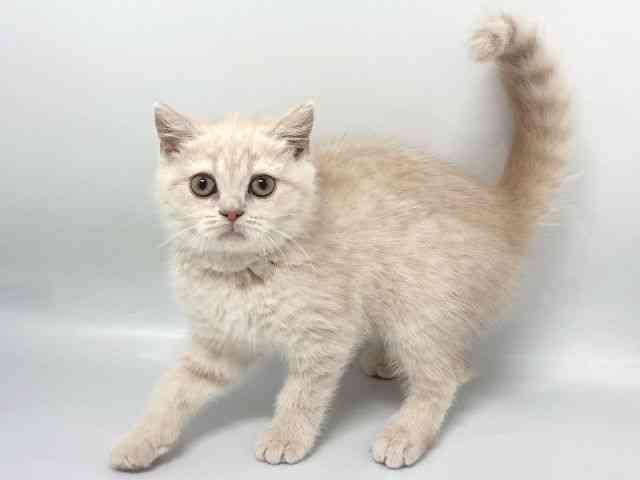 京都府のブリティッシュショートヘアー (ひごペットフレンドリー京都店/2026年1月7日生まれ/女の子/クリーム)の子猫の3枚目の画像