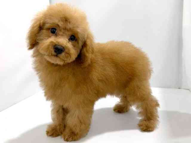 大阪府のトイプードル(トイ) (ひごペットフレンドリーイズミヤショッピングセンター千里丘店/2026年1月2日生まれ/男の子/レッド)の子犬の3枚目の画像