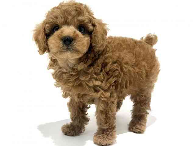 大阪府のトイプードル(トイ) (ひごペットフレンドリーイオン高槻店/2026年1月3日生まれ/男の子/レッド)の子犬の3枚目の画像