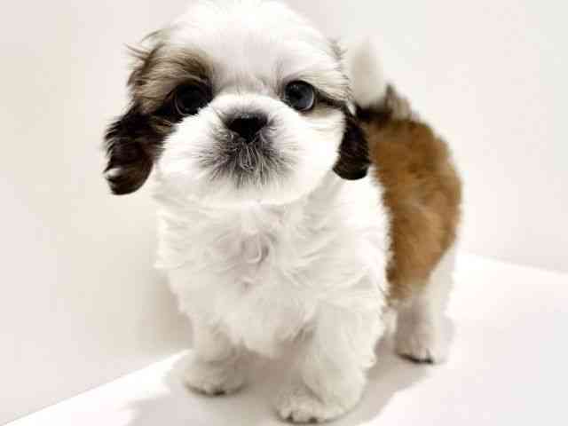 大阪府のシーズー (ひごペットフレンドリーイオン高槻店/2026年1月4日生まれ/男の子/ゴールドホワイト)の子犬の3枚目の画像