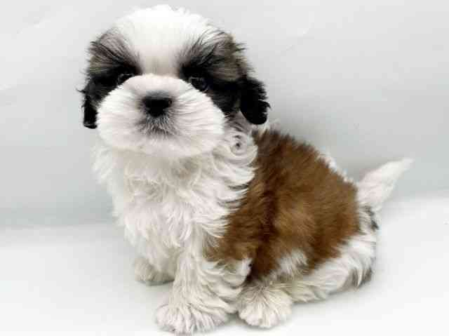 奈良県のシーズー (ひごペットフレンドリートナリエ大和高田店/2026年1月4日生まれ/男の子/ゴールドホワイト)の子犬の3枚目の画像