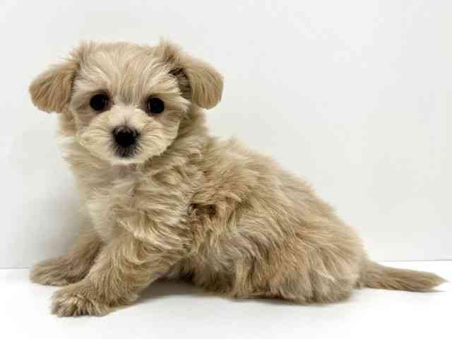 大阪府のマルプー(マルチーズ×プードル) (ひごペットフレンドリーくずはモール店/2026年1月4日生まれ/女の子/クリーム)の子犬の3枚目の画像