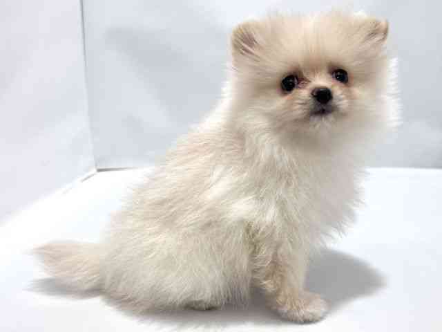 大阪府のポメラニアン (ひごペットフレンドリーイズミヤショッピングセンター千里丘店/2026年1月3日生まれ/女の子/クリーム)の子犬の3枚目の画像