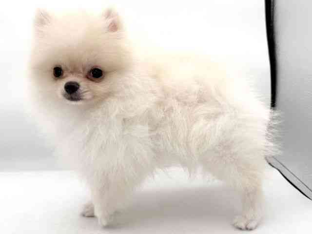 大阪府のポメラニアン (ひごペットフレンドリーイオンそよら海老江店/2026年1月3日生まれ/男の子/クリーム)の子犬の3枚目の画像