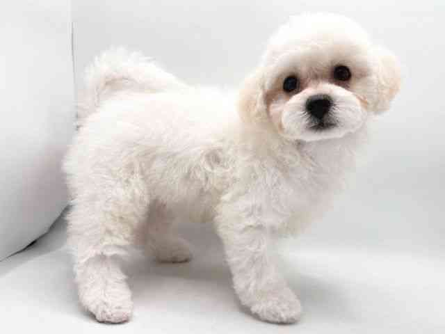 奈良県のビションフリーゼ (ひごペットフレンドリー田原本店/2025年12月20日生まれ/男の子/ホワイト)の子犬の3枚目の画像