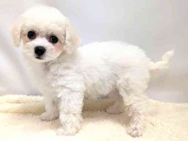 広島県のビションフリーゼ (ひごペットフレンドリーゆめタウン廿日市店/2025年12月26日生まれ/女の子/ホワイト)の子犬の3枚目の画像