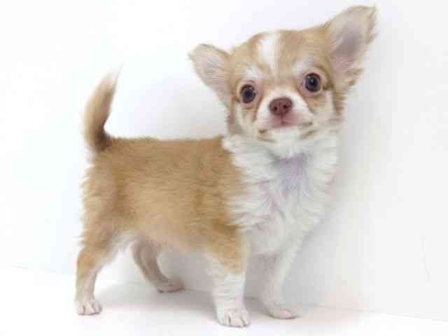 大阪府のチワワ(ロング) (ひごペットフレンドリーいこらもーる泉佐野店/2025年12月28日生まれ/男の子/レッドホワイト)の子犬の3枚目の画像