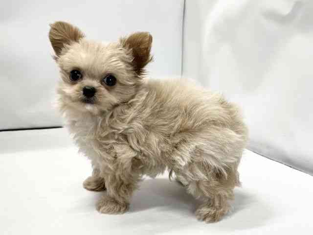 愛媛県のチワプー/プーチー(チワワ×プードル) (ひごペットフレンドリーイオンモール今治新都市店/2026年1月3日生まれ/男の子/クリームホワイト)の子犬の3枚目の画像