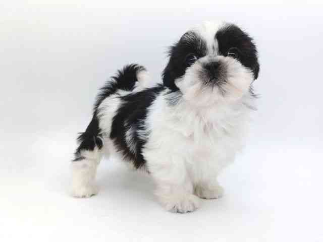 大阪府のシーズー (ひごペットフレンドリー泉ヶ丘店/2026年1月1日生まれ/女の子/ブラックホワイト)の子犬の3枚目の画像