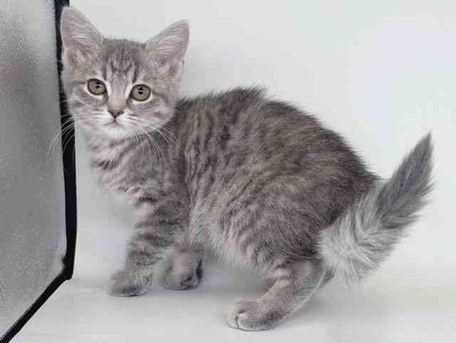 大阪府のマンチカン (ひごペットフレンドリー瓜破店/2026年1月10日生まれ/女の子/ブルーパッチドタビー)の子猫の3枚目の画像