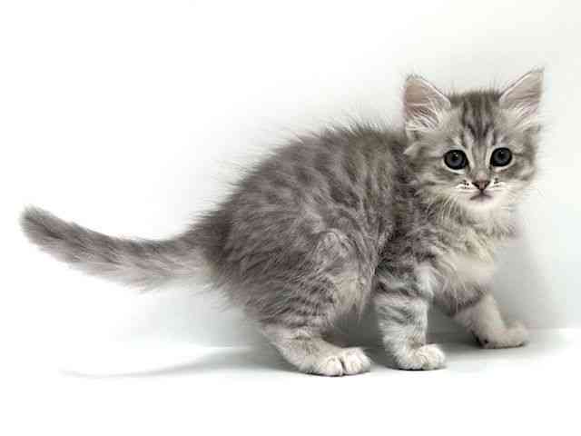 大阪府のマンチカン (ひごペットフレンドリーアクロスプラザ住之江店/2026年1月10日生まれ/女の子/シルバータビー)の子猫の3枚目の画像