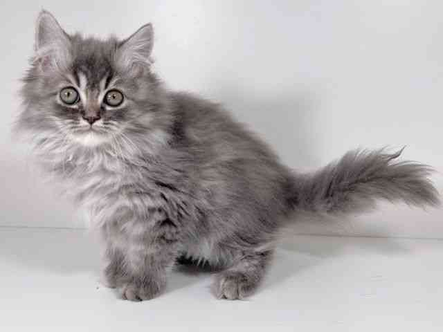 京都府のラガマフィン (ひごペットフレンドリーイズミヤショッピングセンター八幡店/2026年1月10日生まれ/男の子/ブルー)の子猫の3枚目の画像