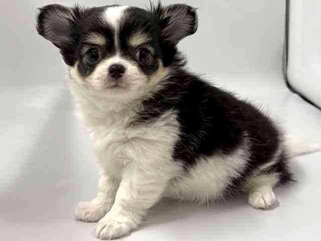 京都府のチワワ(ロング) (ひごペットフレンドリー京都店/2026年1月10日生まれ/男の子/ブラックタンホワイト)の子犬の3枚目の画像