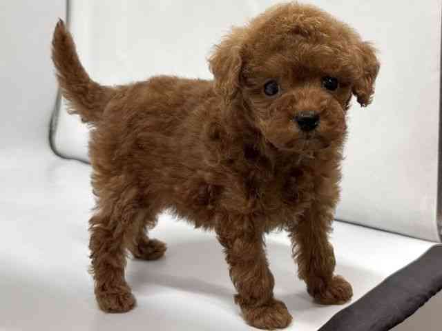 京都府のトイプードル(トイ) (ひごペットフレンドリー京都店/2026年1月11日生まれ/女の子/レッド)の子犬の3枚目の画像