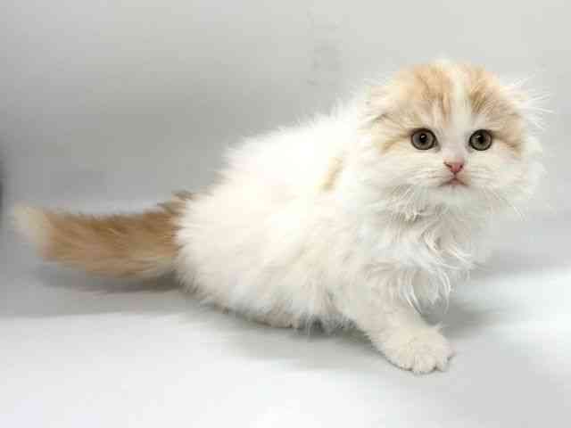 京都府のスコティッシュフォールド (ひごペットフレンドリー京都店/2026年1月10日生まれ/女の子/レッドタビーホワイト)の子猫の3枚目の画像