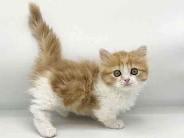 大阪府のミヌエット (ひごペットフレンドリーららぽーとEXPOCITY店/2026年1月6日生まれ/女の子/レッドタビーホワイト)の子猫の3枚目の画像