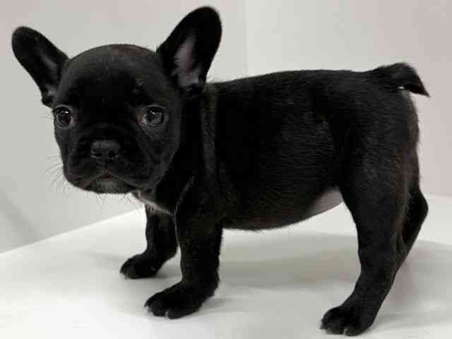 福岡県のフレンチブルドッグ (ひごペットフレンドリーリバーウォーク北九州店/2026年1月11日生まれ/女の子/ブリンドル)の子犬の3枚目の画像