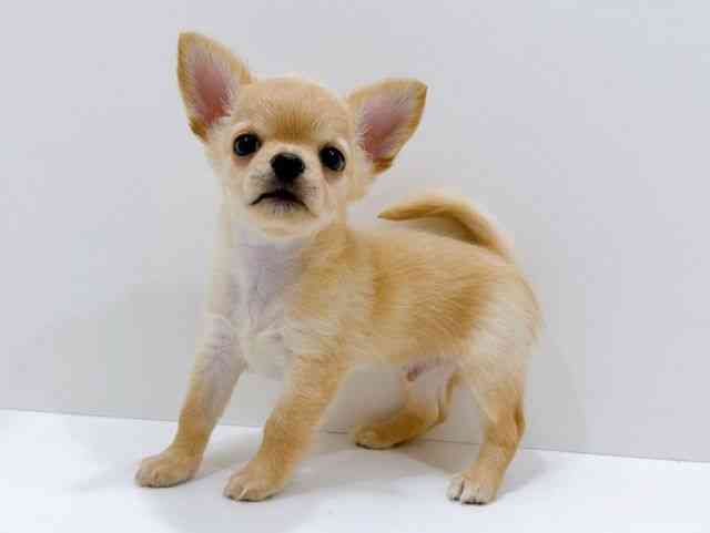 広島県のチワワ(ロング) (ひごペットフレンドリーフジグラン神辺店/2026年1月10日生まれ/男の子/クリーム)の子犬の3枚目の画像