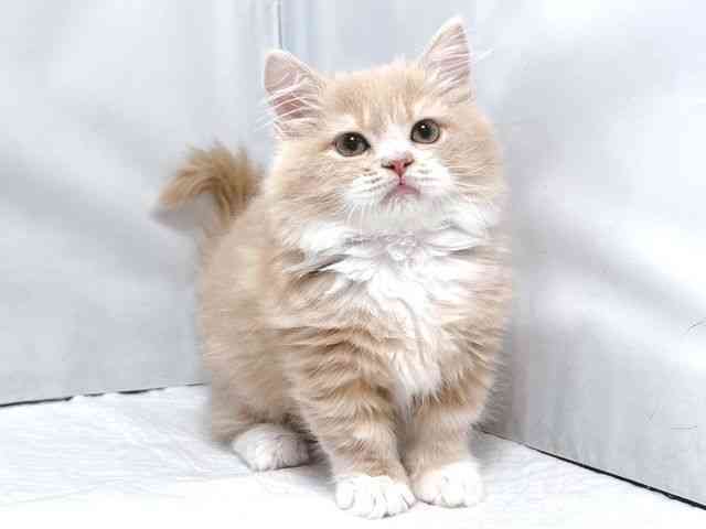 大阪府のマンチカン (ひごペットフレンドリー堺プラットプラット店/2026年1月9日生まれ/男の子/クリームタビーホワイト)の子猫の3枚目の画像