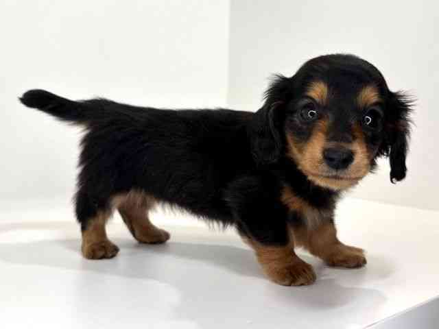 兵庫県のカニンヘンダックスフンド(ロング) (ひごペットフレンドリーイトーヨーカドー明石店/2026年1月9日生まれ/女の子/ブラックタン)の子犬の3枚目の画像