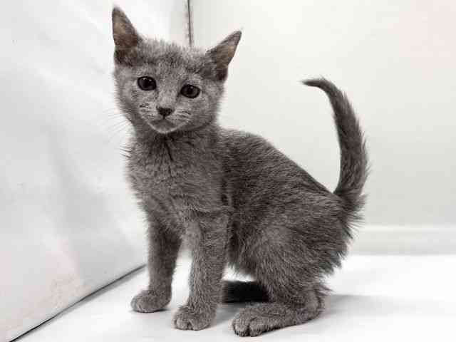 京都府のロシアンブルー (ひごペットフレンドリー京都店/2026年1月3日生まれ/女の子/ブルー)の子猫の3枚目の画像