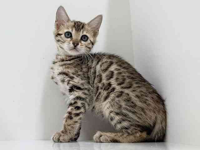 奈良県のベンガル (ひごペットフレンドリーイオンモール橿原ウエスト・ビレッジ店/2026年1月10日生まれ/女の子/ブラウンスポットタビー)の子猫の3枚目の画像