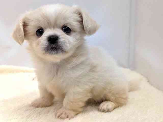 広島県のチワペキ/ペキチー/ペキチワ(チワワ×ペキニーズ) (ひごペットフレンドリーゆめタウン廿日市店/2026年1月10日生まれ/女の子/クリーム)の子犬の3枚目の画像