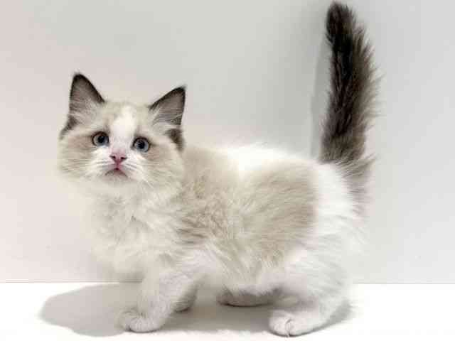 大阪府のラグドール (ひごペットフレンドリーイオン高槻店/2026年1月8日生まれ/女の子/シールポイントバイカラー)の子猫の3枚目の画像