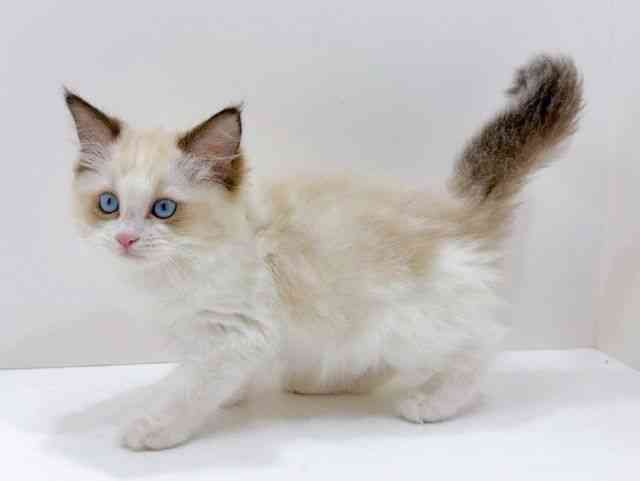 広島県のラグドール (ひごペットフレンドリーフジグラン神辺店/2026年1月8日生まれ/女の子/シールポイントバイカラー)の子猫の3枚目の画像