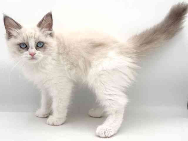 大阪府のラグドール (ひごペットフレンドリーイオンそよら海老江店/2026年1月8日生まれ/女の子/ブルーポイントバイカラー)の子猫の3枚目の画像