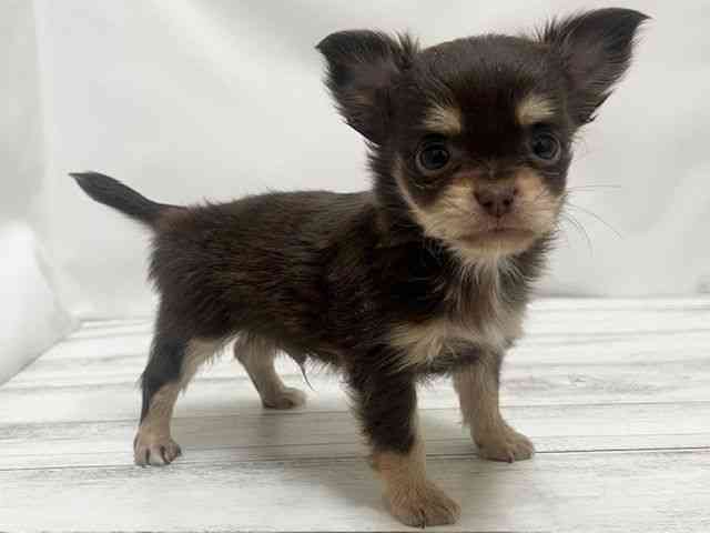 和歌山県のチワワ(ロング) (ひごペットフレンドリーパームシティ和歌山店/2026年1月10日生まれ/男の子/チョコレートタン)の子犬の3枚目の画像