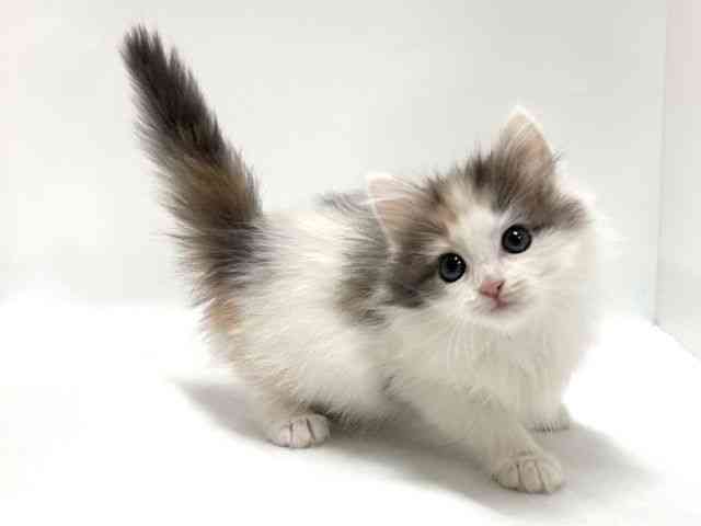 大阪府のノルウェージャンフォレストキャット (ひごペットフレンドリーアクロスプラザ住之江店/2026年1月10日生まれ/女の子/ダイリュートキャリコ)の子猫の3枚目の画像