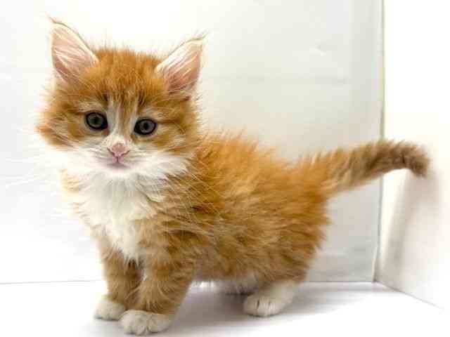 大阪府のノルウェージャンフォレストキャット (ひごペットフレンドリーベルファⅡ都島店/2026年1月10日生まれ/女の子/レッドタビーホワイト)の子猫の3枚目の画像