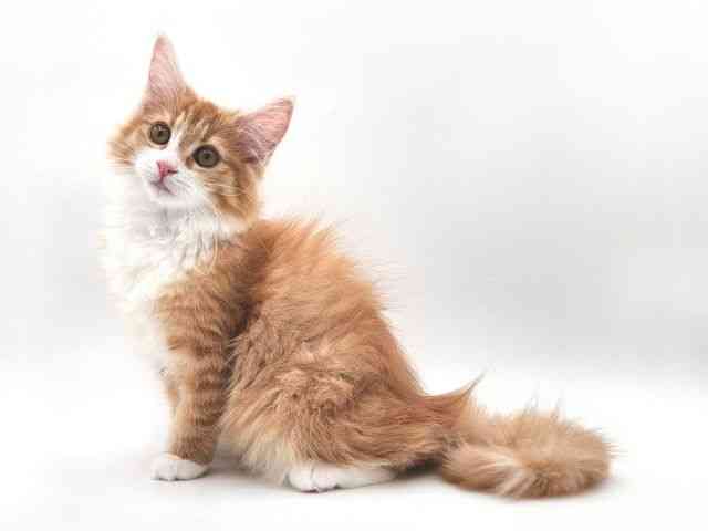 大阪府のノルウェージャンフォレストキャット (ひごペットフレンドリー泉ヶ丘店/2026年1月10日生まれ/女の子/レッドタビーホワイト)の子猫の3枚目の画像